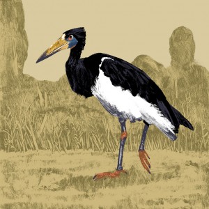 https://illustrations.oliviercharpentier.com:443/files/gimgs/th-30_TBDEF CIGOGNE DABDIM_v2.jpg